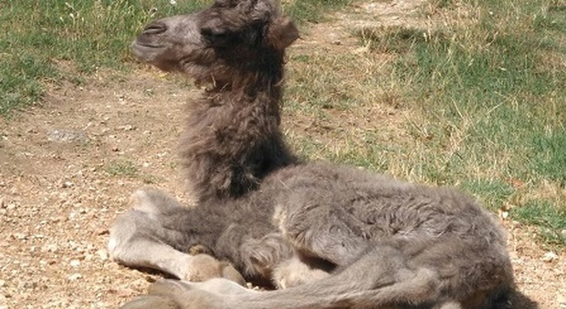 Fiocco azzurro al Parco Zoo di Falconara E' nato Pietro, un cucciolo di cammello