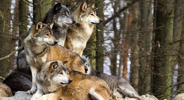 Il branco di lupi insegue e sbrana il camoscio: malgari in allarme ad Asiago