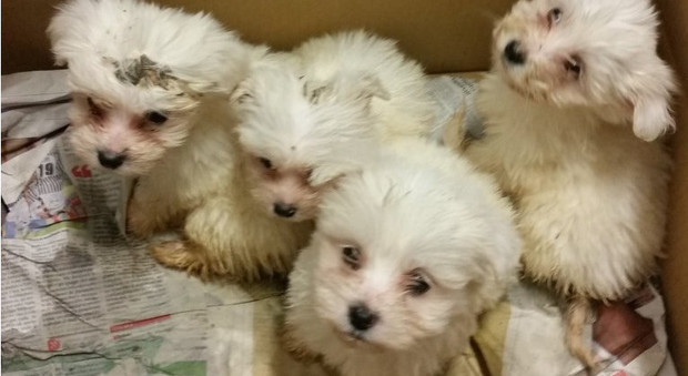 I cuccioli maltesi trovati senza cibo né acqua a Gradisca