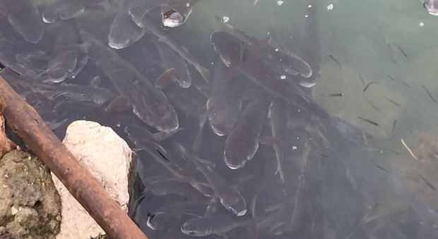 Averno, aumenta la moria di pesci: «Molti pescatori raccolgono le carcasse»