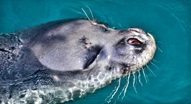 La foca monaca Kostis in una immagine di repertorio
