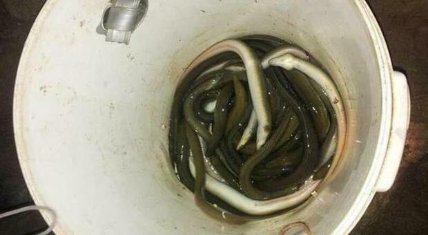 Pescavano clandestinamente anguille a Pescara: fermati quattro bracconieri di Acerra