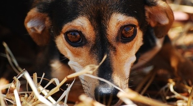Decine di cani salvati prima di diventare zuppa in Corea del Sud