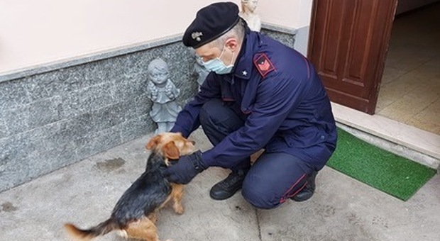 Napoli, lancia il cane dal balcone: algerino salvato dal linciaggio a Barra