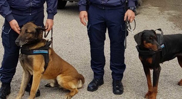 Napoli, i cani antidroga trovano l'eroina in casa di un immigrato