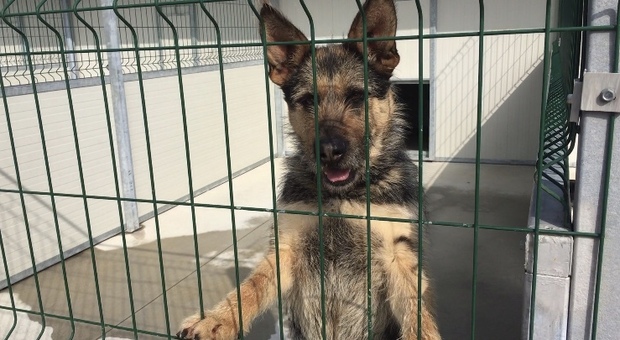cane del canile comunale di Napoli in attesa di essere adottato