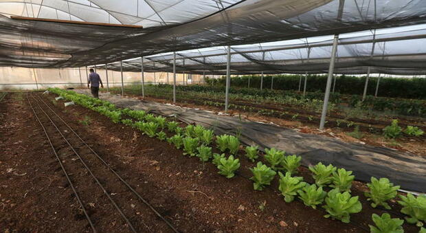 Agricoltura, dopo l'aria arriva l'acqua sanificata: con tecnologia plasma freddo +30% produttività piante