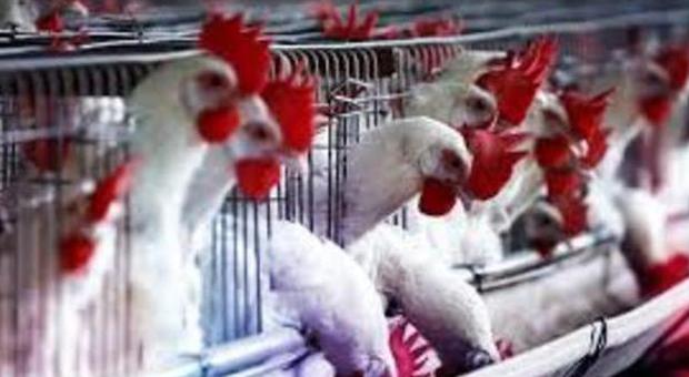 L'inferno delle galline Attenti: non comprate le uova prodotte in gabbia. Forse non sapete che...