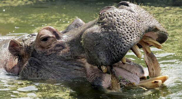 Namibia, l'antrace fa strage di ippopotami: 100 esemplari avvelenati