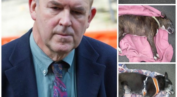 Jonathan Theobald e i suoi tre cani morti in auto (Metro)