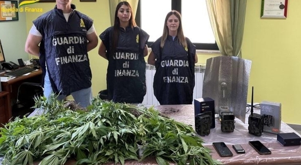 Le piante di cannabis sequestrate a San Rufo