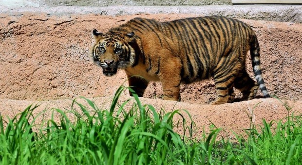 Uccisa tigre che aveva mangiato 13 uomini: catturata grazie a un profumo. Proteste animaliste