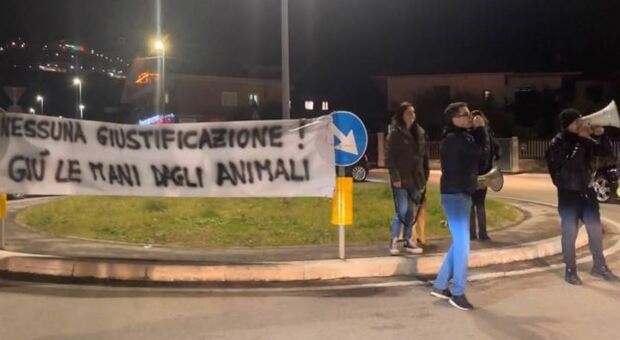Gatto preso a calci, protesta degli animalisti a Piedimonte