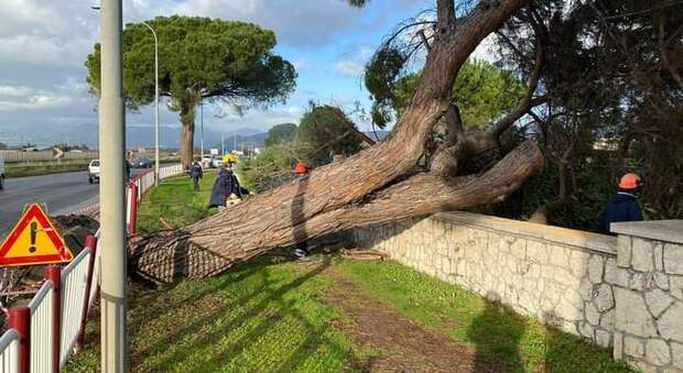 Città Metropolitana di Napoli: al via la manutenzione straordinaria degli alberi lungo le strade
