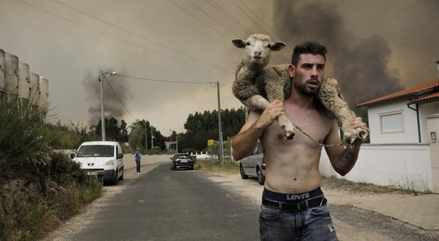 Portogallo in fiamme: la storia di João Paulo, il giovane che ha salvato decine di animali, divenuto icona di questi giorni
