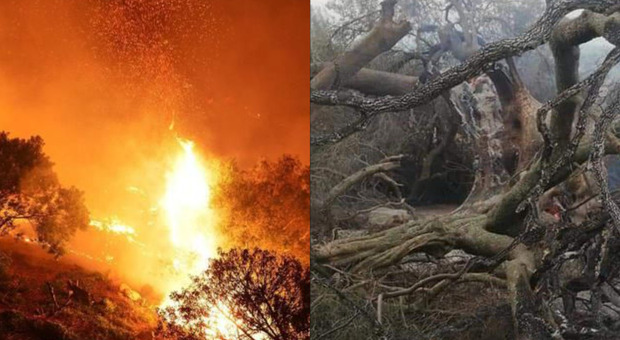 Sardegna, il dolore per l'olivastro millenario distrutto dalle fiamme: «Addio a uno degli alberi più antichi»