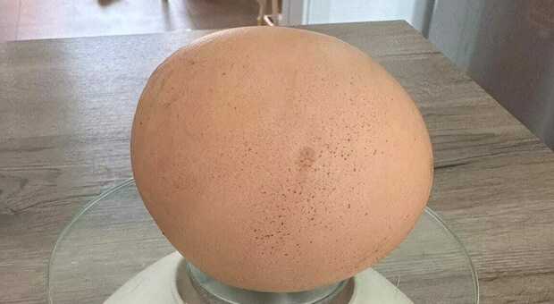 Salento, gallina depone uovo record: pesa 193 grammi