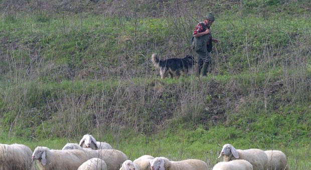 Fossa per smaltire carcasse di animali e armi non denunciate in casa, arrestato un pastore