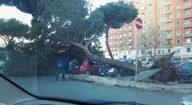 Il pino crollato in piazza Zama, nel quartiere Appio San Giovanni