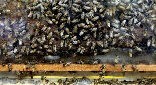 Milioni di api morte tra Brescia e Cremona (immagine pubbl da Ansa)