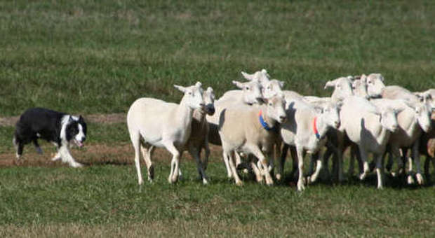 Border collie infelici? Boom dell'agribusiness per farli diventare cani pastore per un giorno