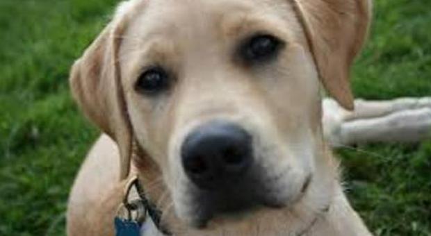 Labrador rinchiuso per tre giorni su un balcone assolato: padrone indagato