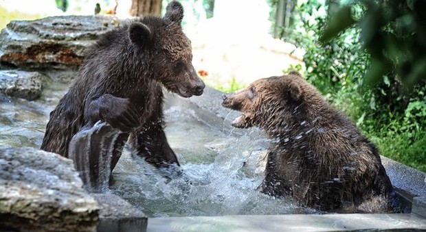 Roma, nuova casa al Bioparco per tre cuccioli di orso salvati in Albania