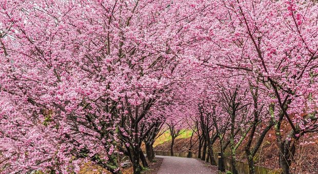 Sakura, in Giappone fioriscono i ciliegi E' la commozione ispirata dalle cose belle