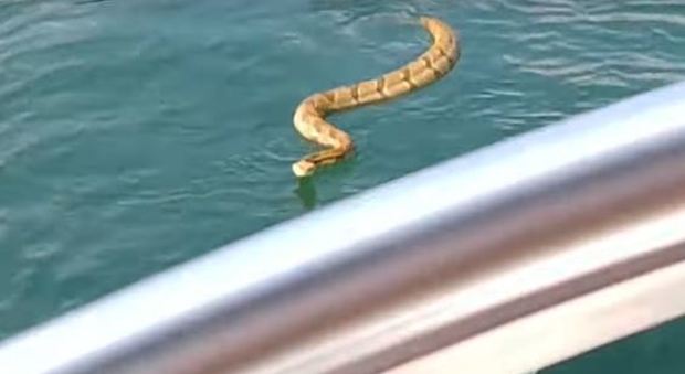 Serpente a sonagli tenta di salire sulla barca: terrore al lago