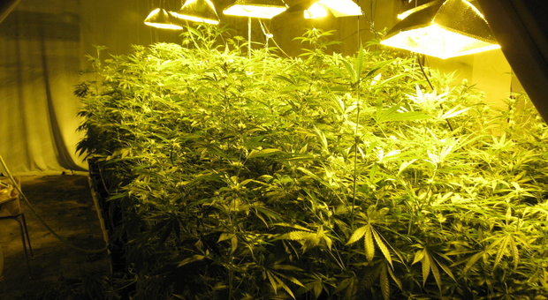 Serra di marijuana "completa" in appartamento: due denunciati