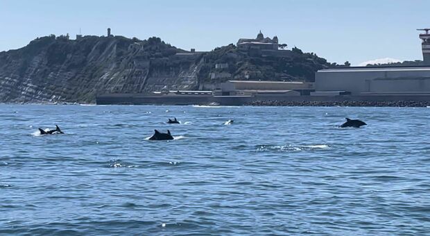 Straordinario avvistamento davanti al porto di Ancona: una colonia di delfini “danza” davanti a una barca (Video e foto di Annalisa Lucchetti)