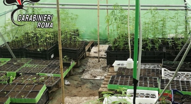 serra illegale di marijuana
