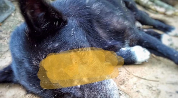 Uno dei cani vittima del cacciatore (immag diffusa da Lega Nazionale per la Difesa del Cane su Fb)
