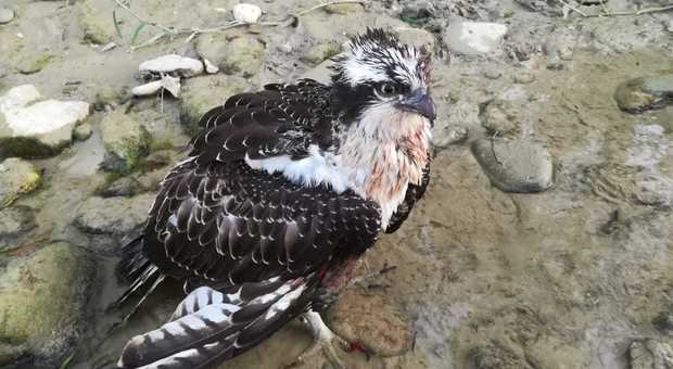 Soccorsi inutili: è morto il falco pescatore colpito da una fucilata
