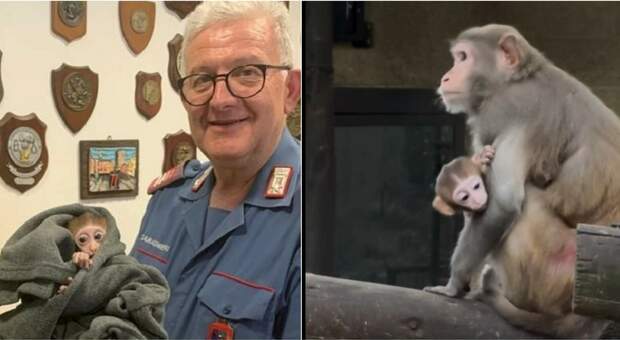 Il baby macaco di un mese sottratto al parco Faunistico Cappeller è stato ritrovato: era in strada in un sacco
