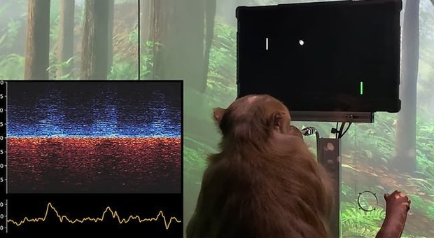 Una scimmia gioca a Pong con il pensiero. L'incredibile esperimento di Elon Musk