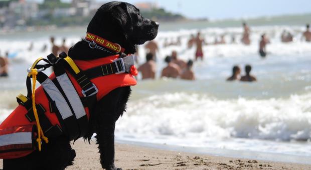I cani-bagnini sulle spiagge: garanzia di sicurezza per tutti