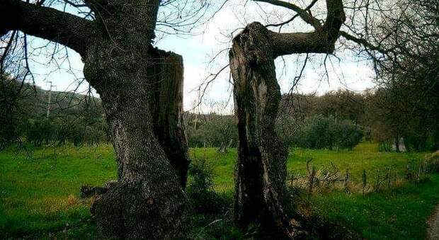 Il monumento della natura: la quercia divisa a metà dal terremoto del 1980