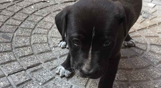 Roma, polizia salva cucciolo da accattone senza scrupoli: un'agente lo adotta