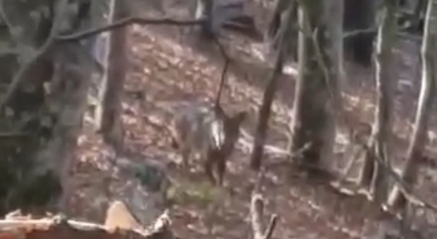 Sta passeggiando per i boschi e si trova faccia a faccia con un lupo