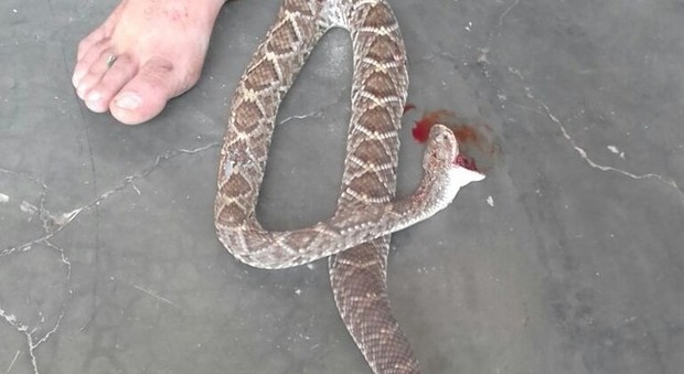 Brasile, un uomo uccide con una dentata il serpente che lo aveva morso