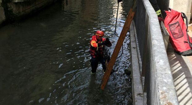 Pompieri si calano in acqua e salvano un micio che stava annegando