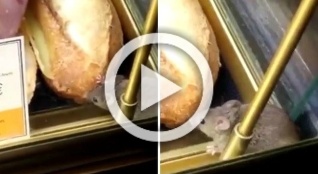 "Il topo mangia il panino nel bar a Fiumicino": la bufala colossale corre sul web