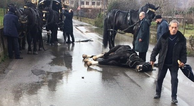 Napoli choc: botti al matrimonio, cavallo del corteo funebre si spaventa e muore FOTO