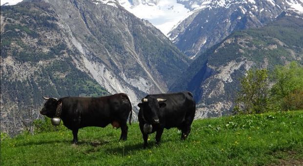 Fulmine uccide 15 mucche: erano animali “da combattimento”