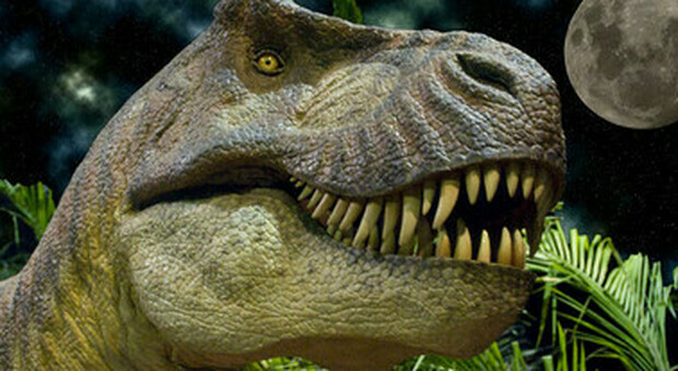 Scheletri dinosauro da record: Big John a Trieste per tre giorni poi a Parigi