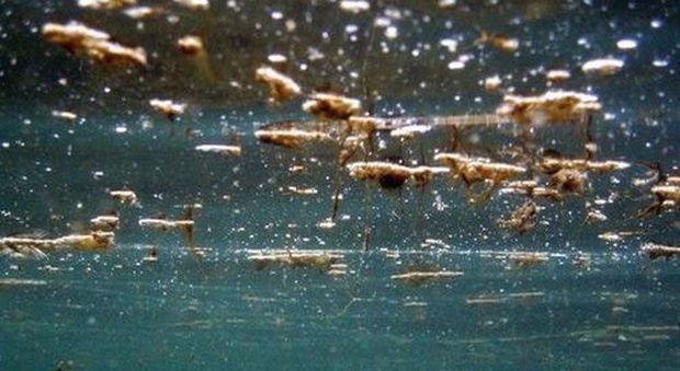 Alga tossica, dal Gargano al Salento ecco le località bollino rosso: «Meglio limitare il consumo di ricci»