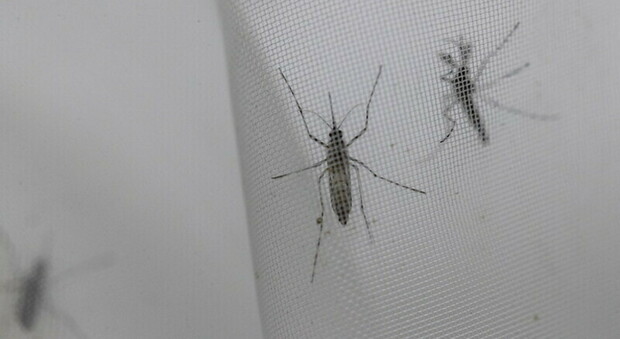Trieste. Infezione da febbre Dengue, uno studio rivela nuovi modi per proteggersi