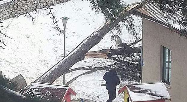 L'albero crollato sulla scuola materna di Ponte D'Oddi fotografato da un residente