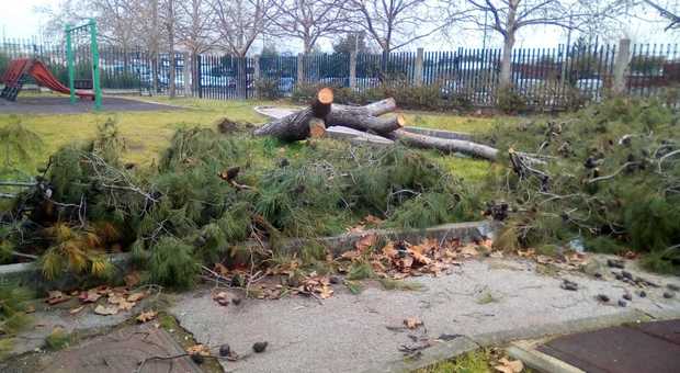 Ponticelli, area giochi negata ai bimbi: nessuno ha rimosso l'albero crollato